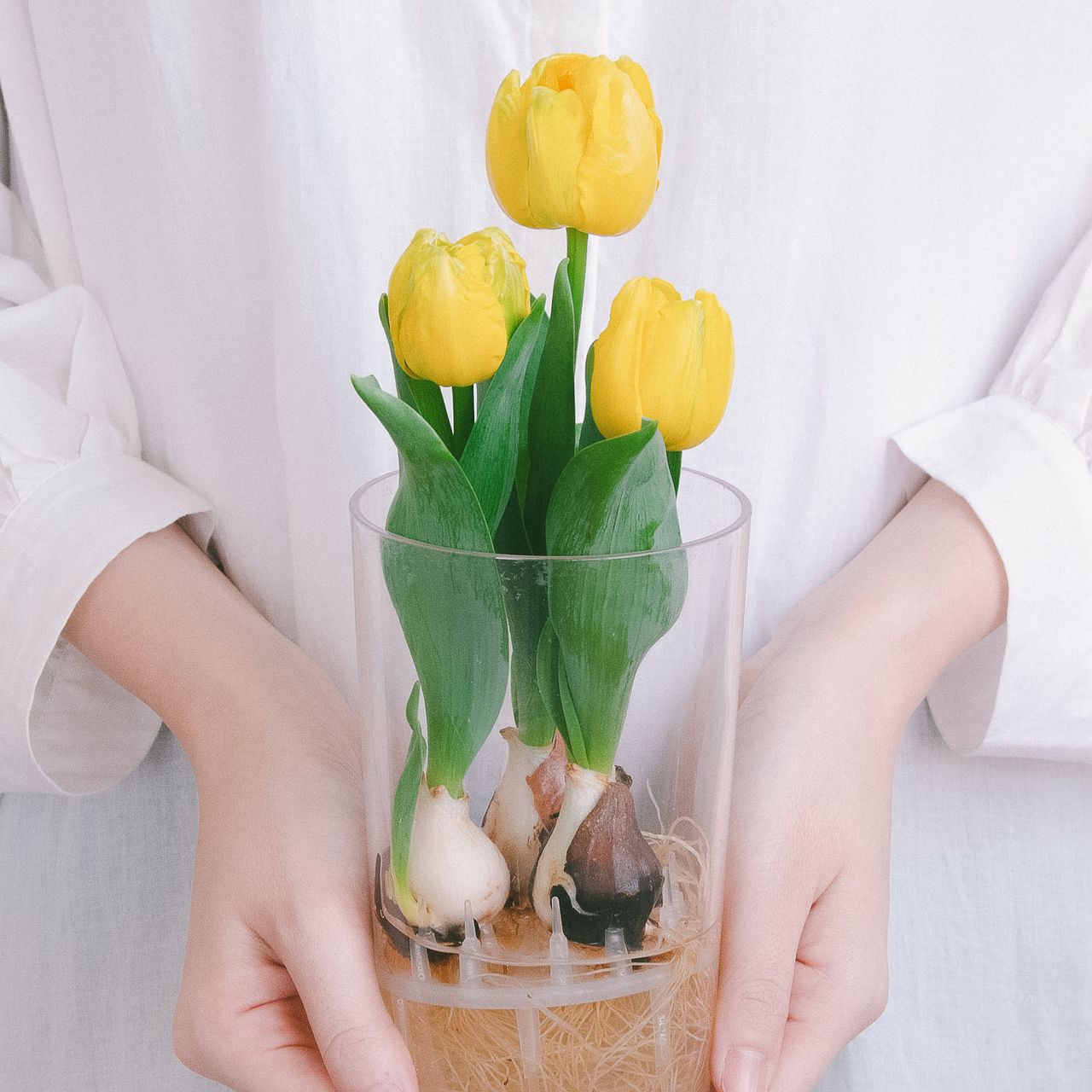産直】ミニチューリップ「イエローベイビー」の水耕栽培キット