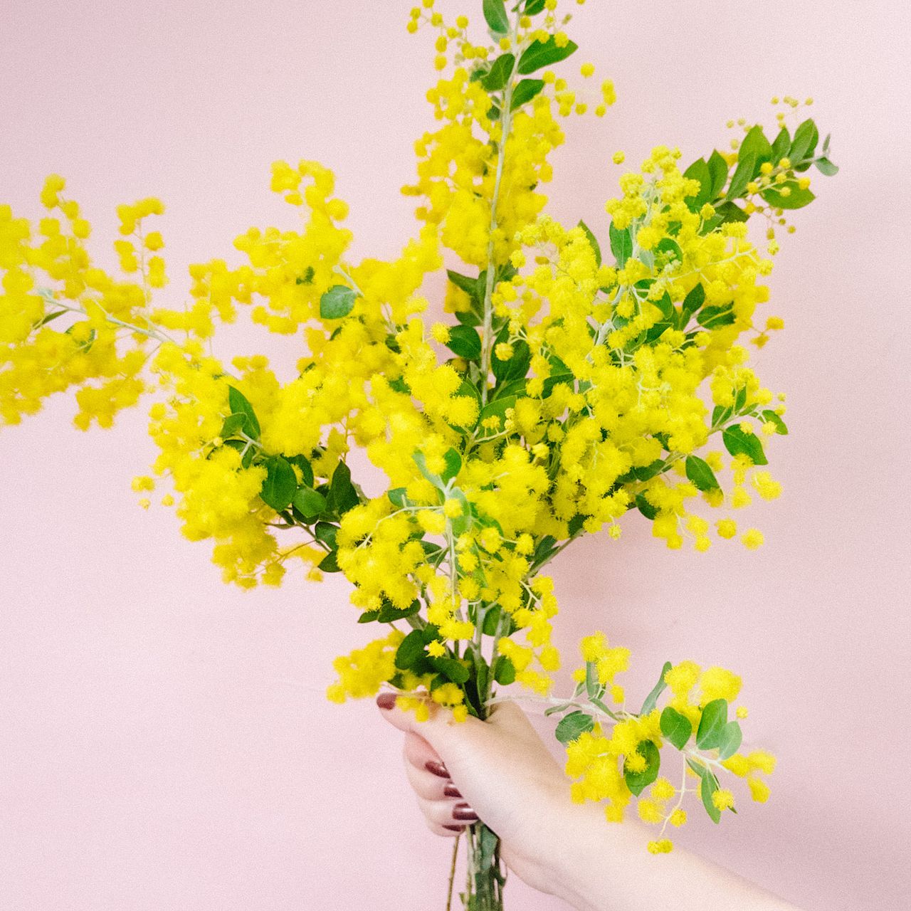 香るパールアカシア