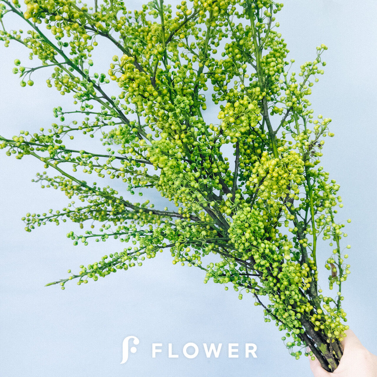 アオモジ(ロングサイズ)