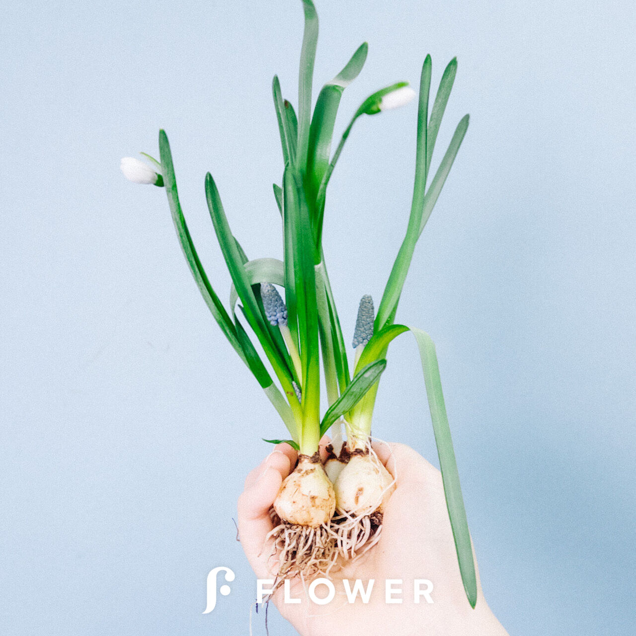 球根「スノードロップとムスカリ」