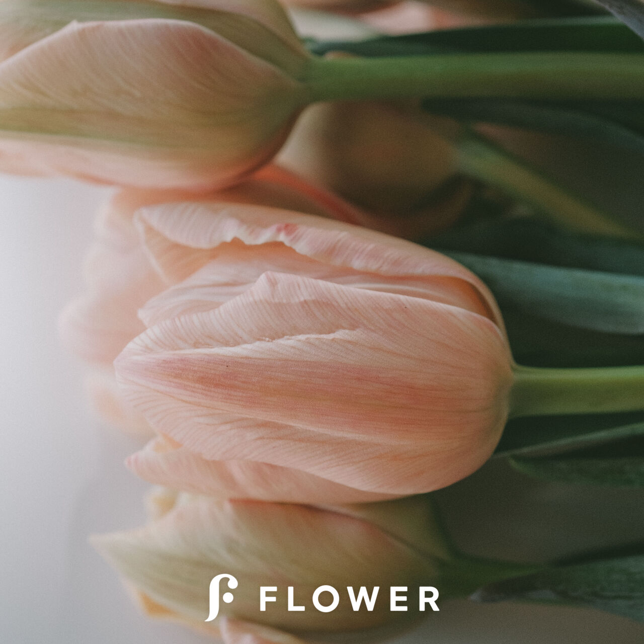 産直】清都農園のセピアチューリップ