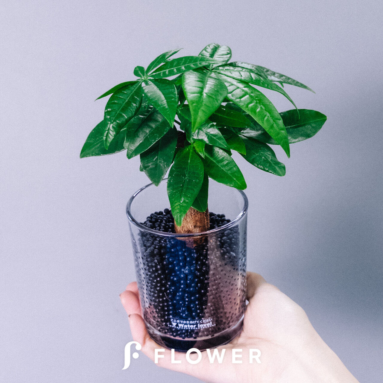 超希少な縁起物ハートパキラ⭐︎ large_00b7a03b-d1ee-4cbc-a27b-