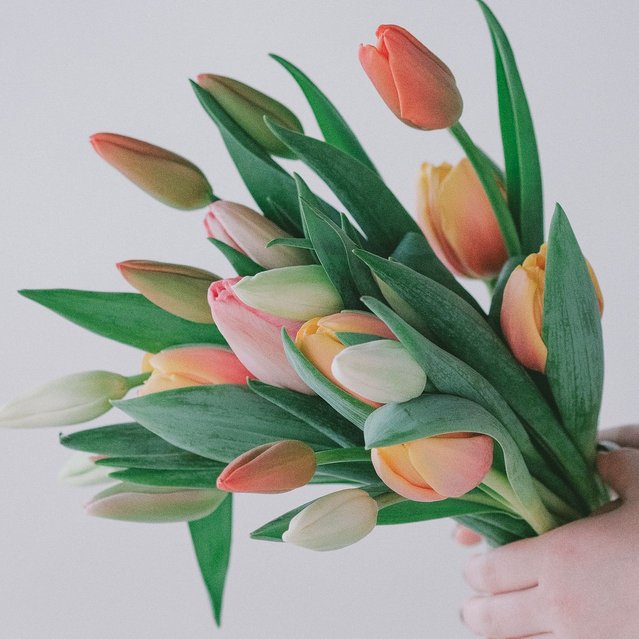 産直】センティアの一重咲きチューリップ