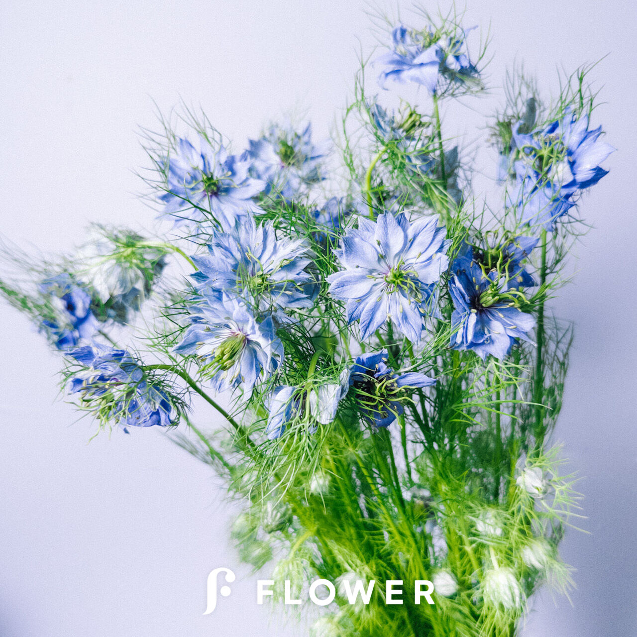 ブルーのニゲラ