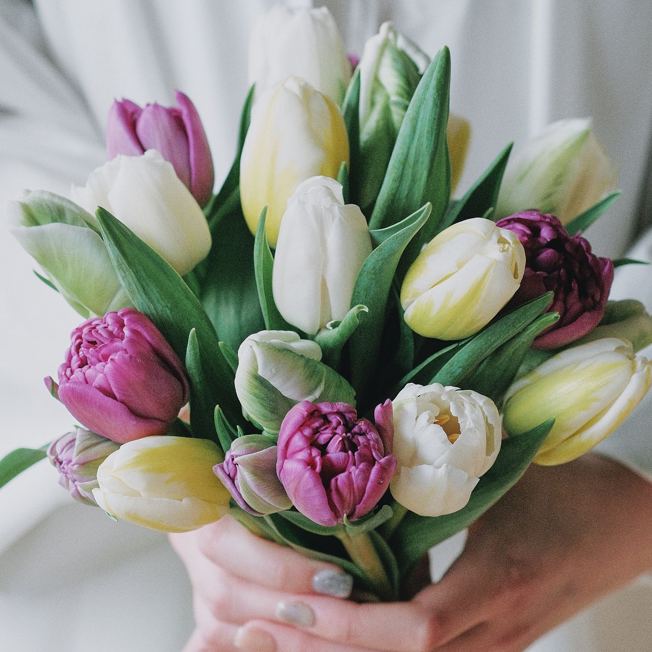 産直】センティアのおまかせチューリップ（ホワイト×パープル）