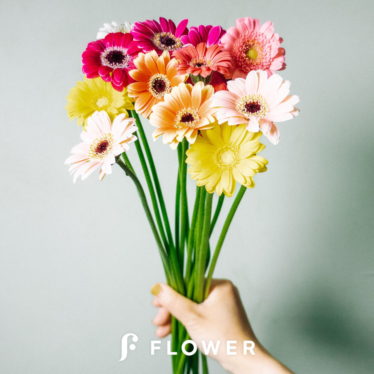 小さなガーベラ「ピッコリーニ」