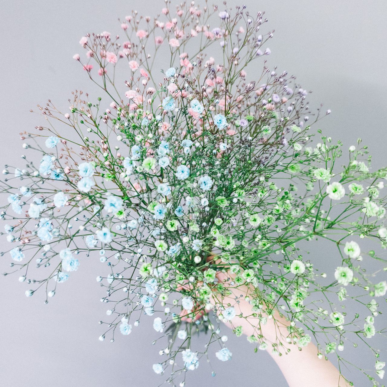 ResinArt❁NICOLE❁様◆【ドライフラワー】かすみ草の蕾 着色（846 レインボーカラーのかすみ草