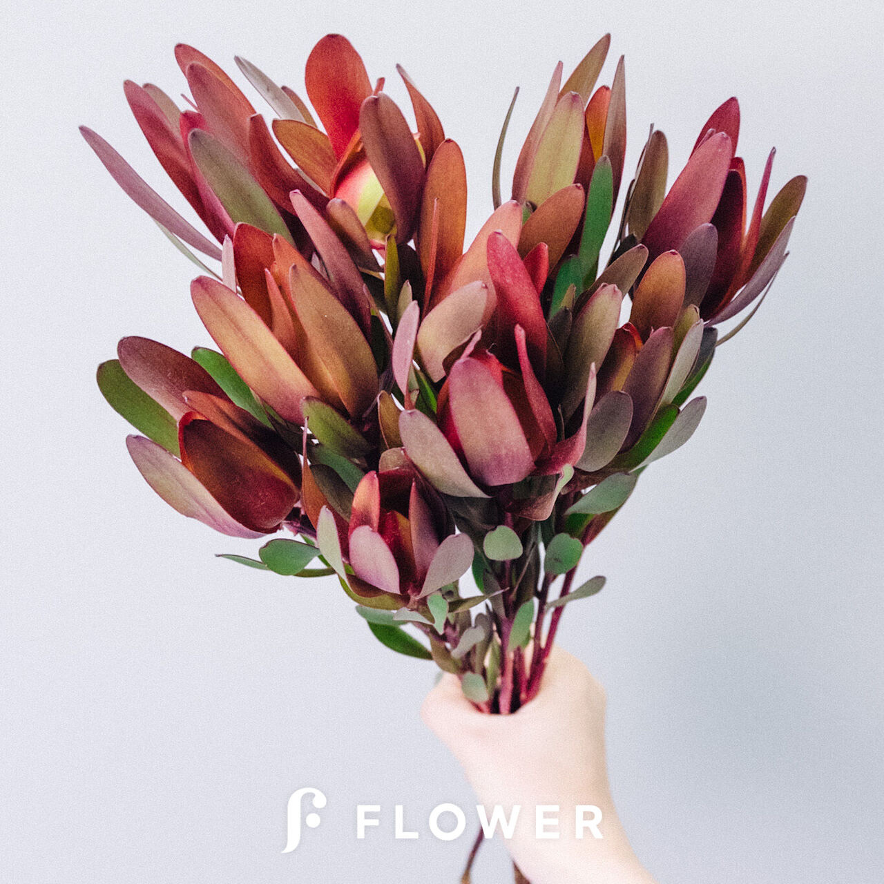 sale❗️＊アナベルとリューカデンドロンのスワッグ＊2個set ドライ