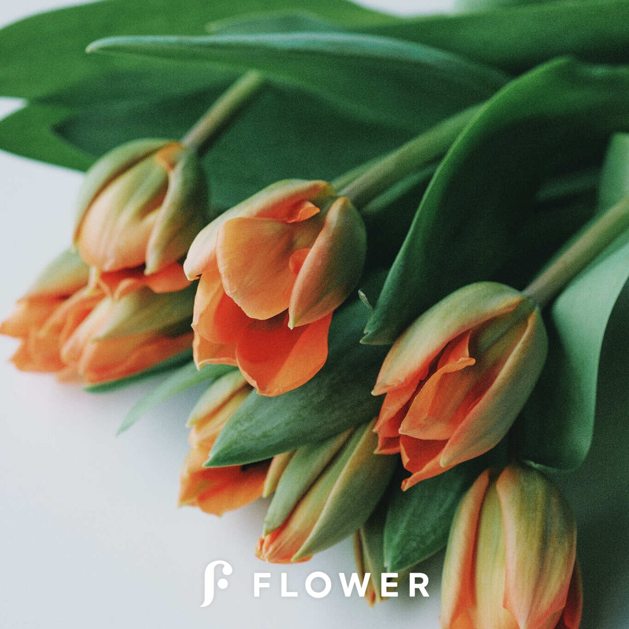 産直】チューリップ「ディズニーランドパリ」