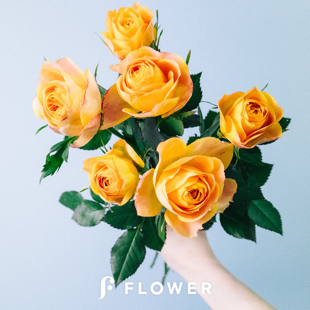 バラ「ヘリオスロマンティカ」