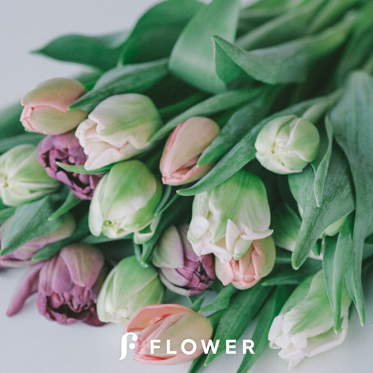 チューリップ i>Tulipa Foxtrot </i><BR><BR>冷蔵処理で花持ち抜群！チューリップ<BR