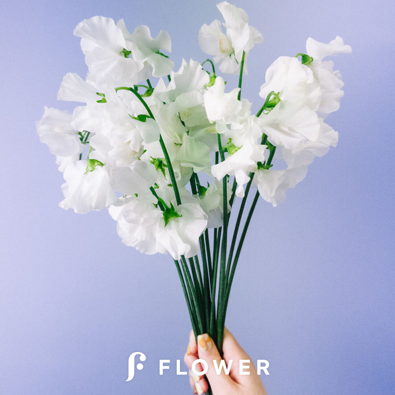 ホワイトスイートピー