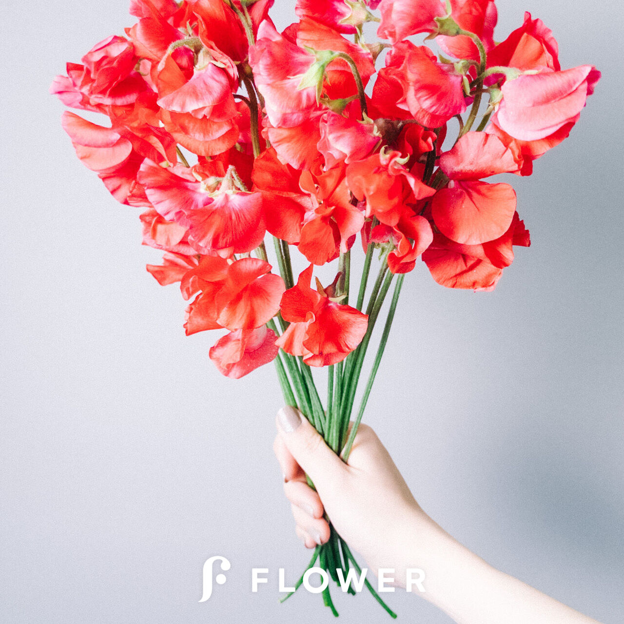 赤いスイートピー