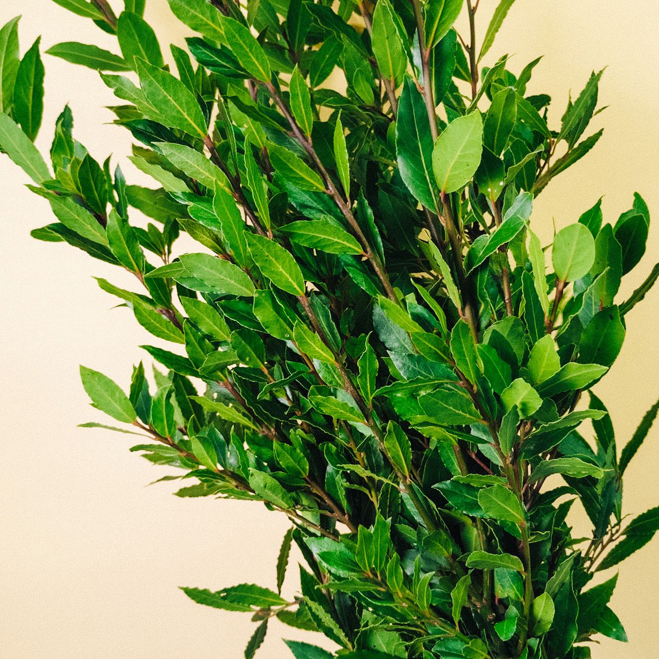 月桂樹（ロングサイズ）