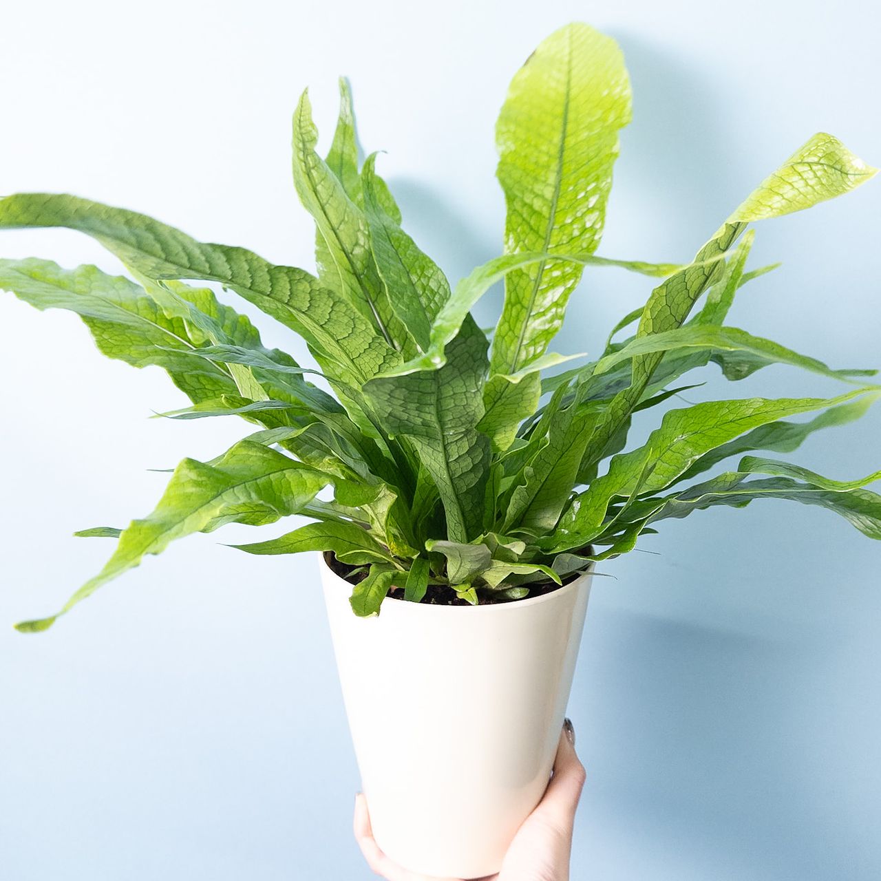 クロコダイルファーン