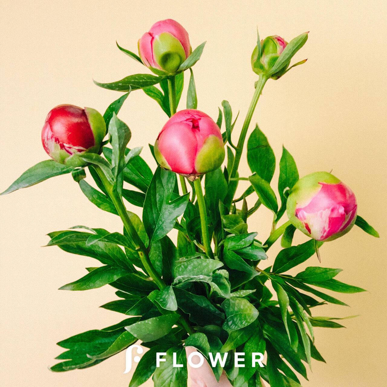 陶板 芍薬の花 おまかせ芍薬