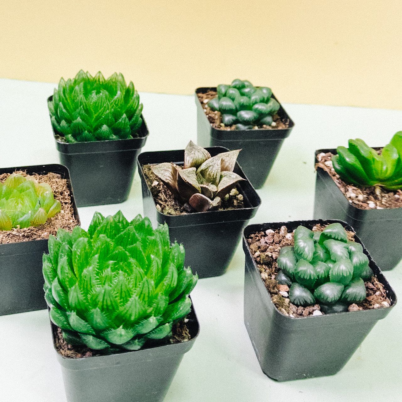 おまかせ多肉植物「ハオルチア」