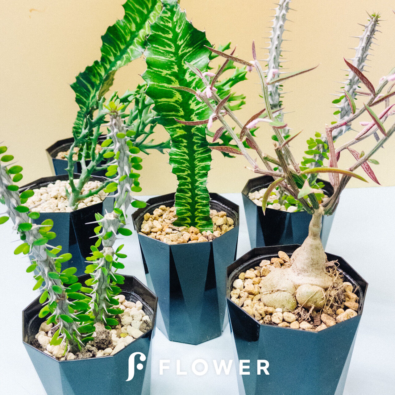 ビンテージ花瓶とドライビザールプランツ 花の咲く部屋で暮らす VINTAGE FLOWER VASE & OBJECT FAIR