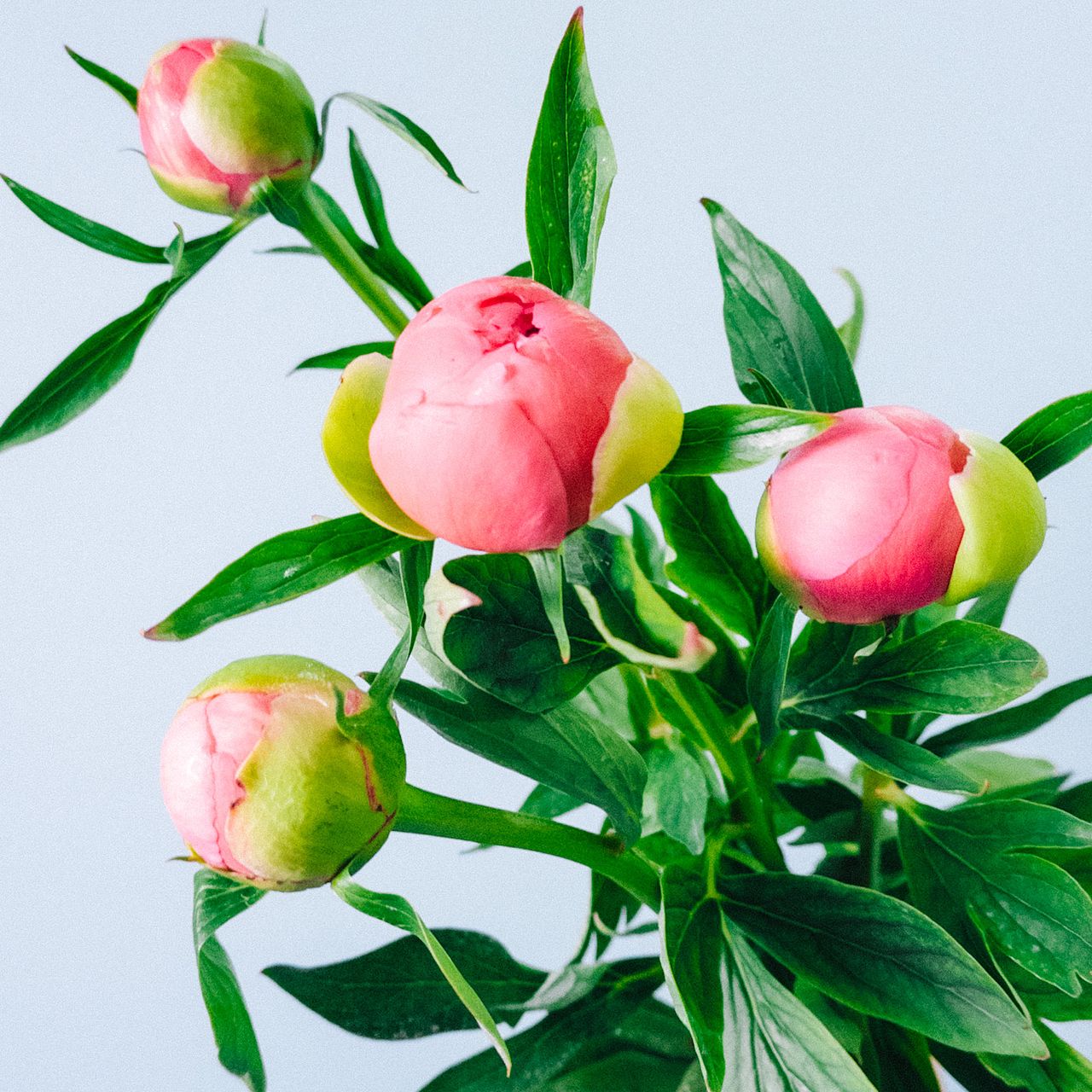 大輪芍薬「シザレア」