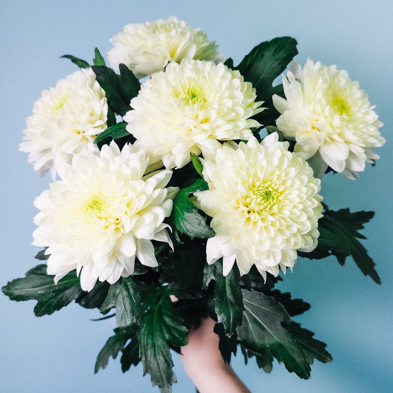 クリームマム「シャンパンアイボリー」