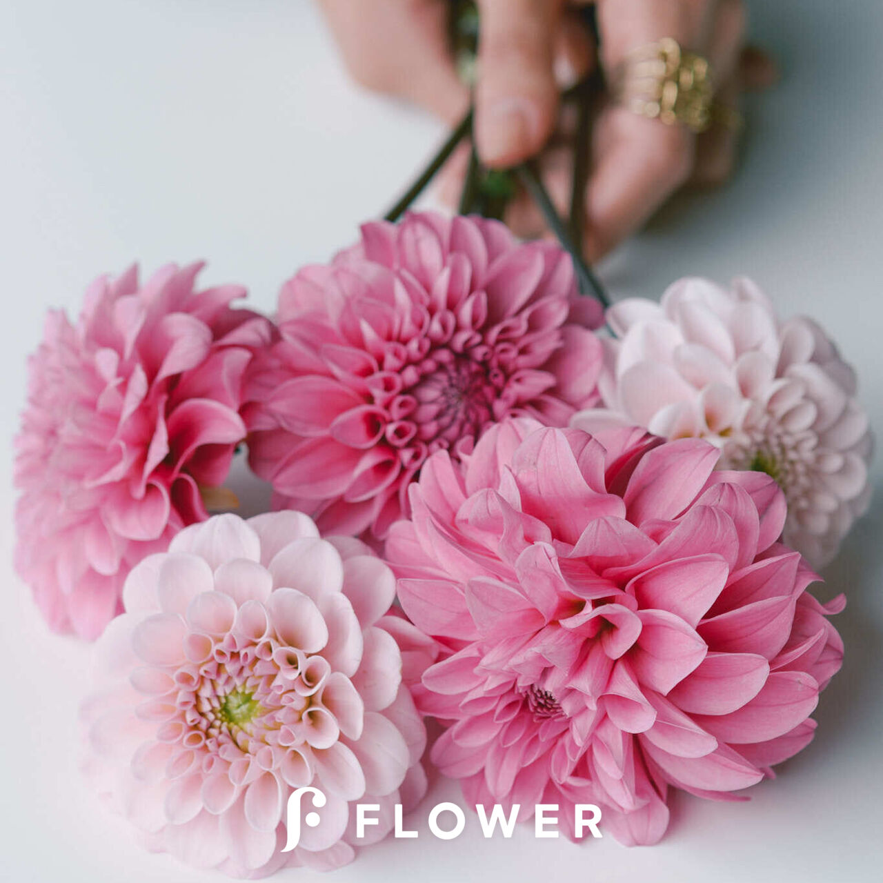 産直】日光園藝のダリア（ピンクmix）