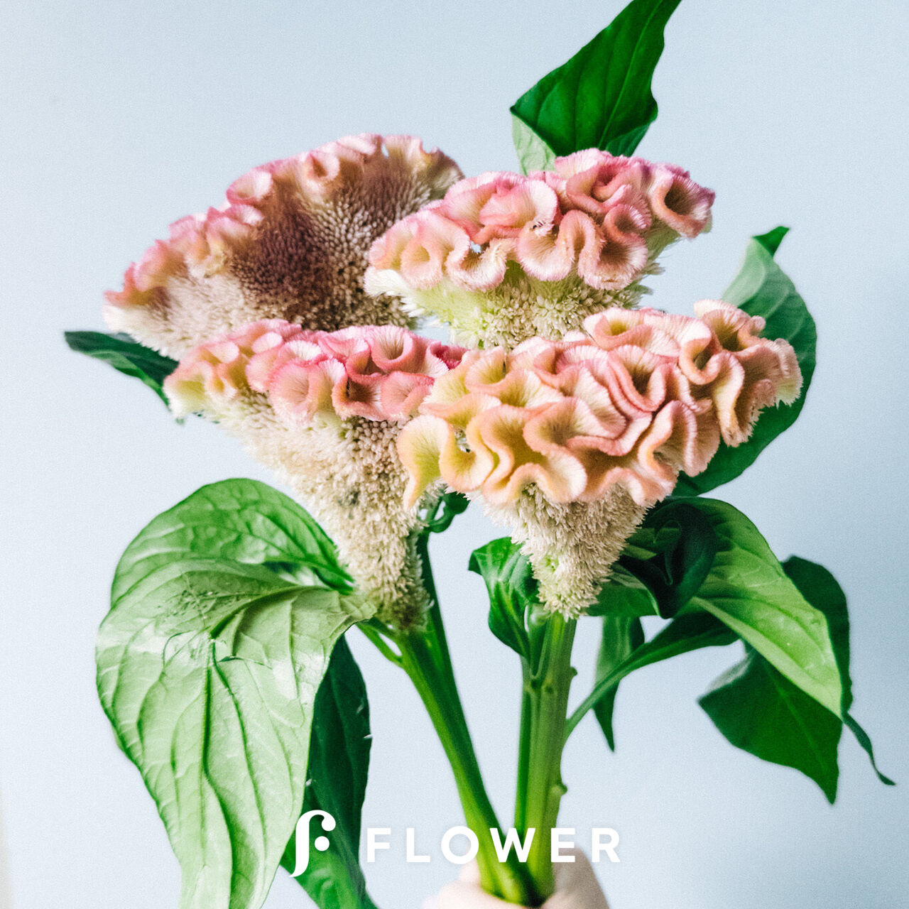 アスカセレクトラビリンス