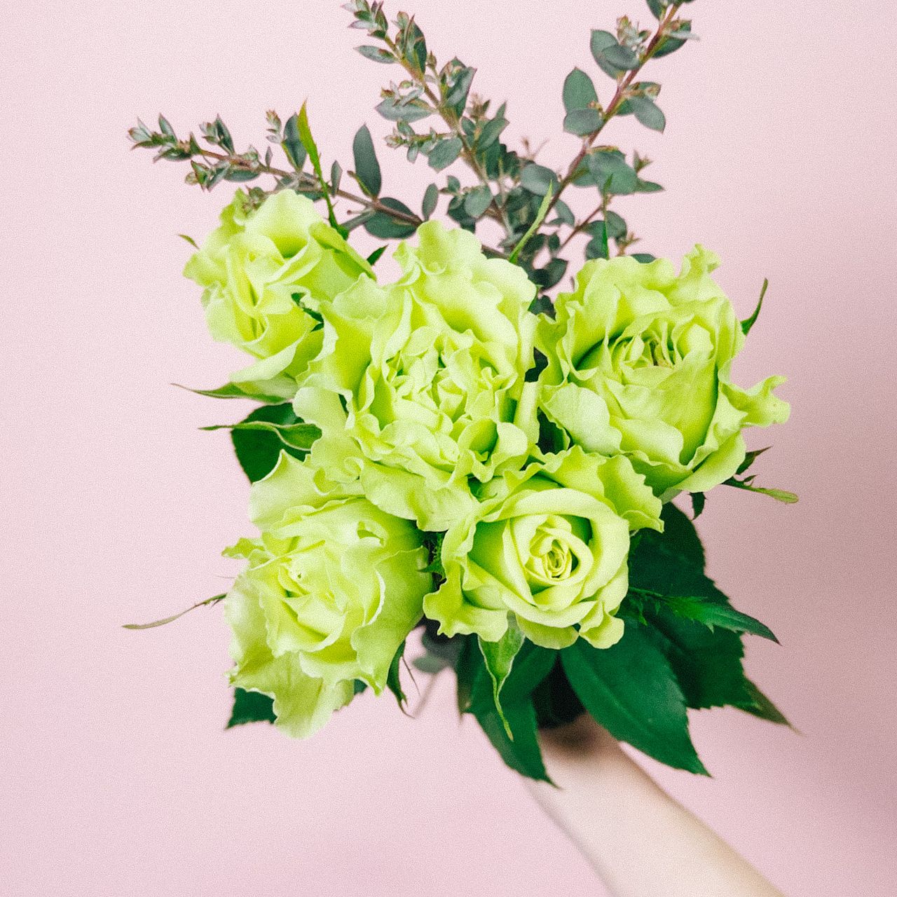 バラ「スーパーグリーン」