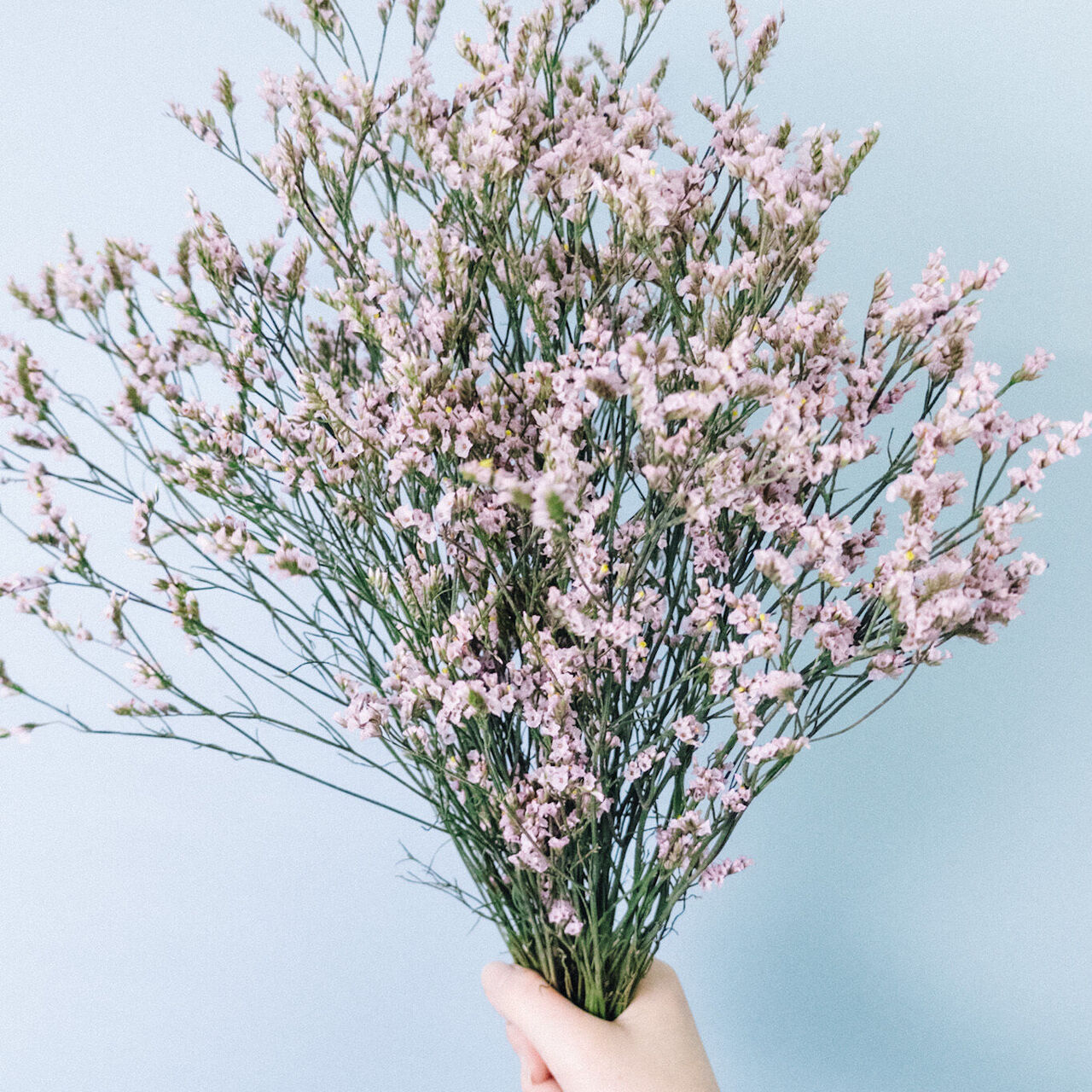 ピンク色のハイブリッドスターチス