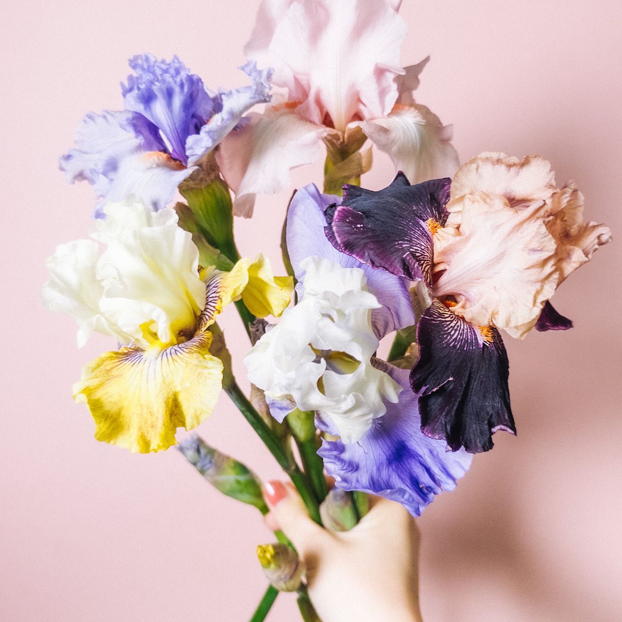 虹の花「ジャーマンアイリス」