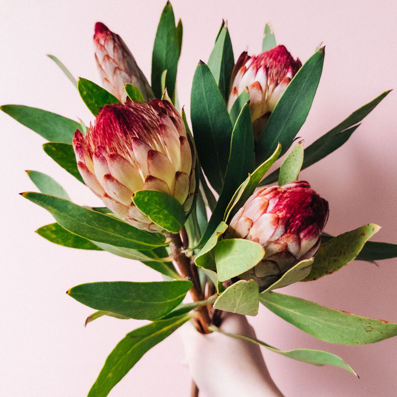 プロテア「ロビン」