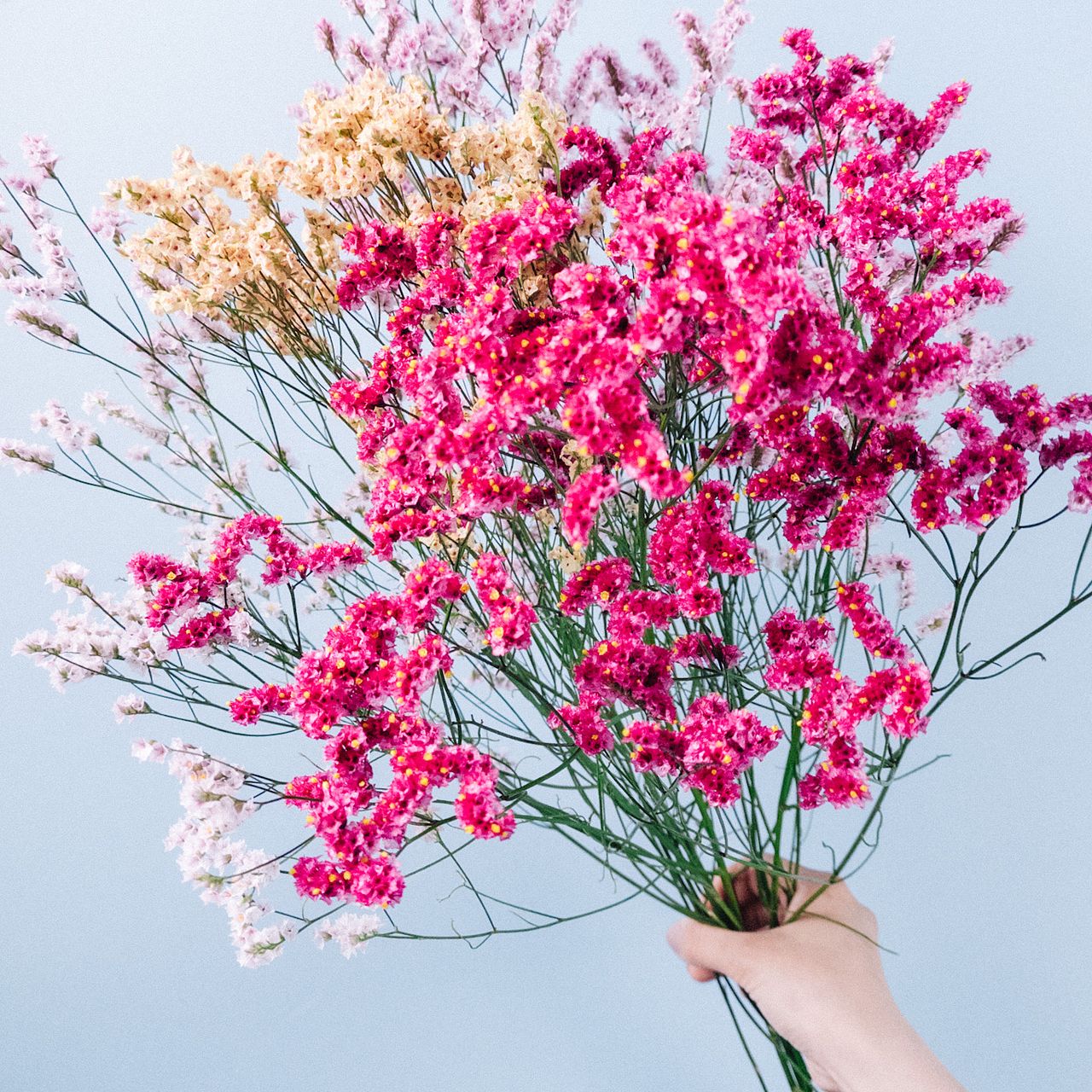 長野県のおまかせハイブリッドスターチス