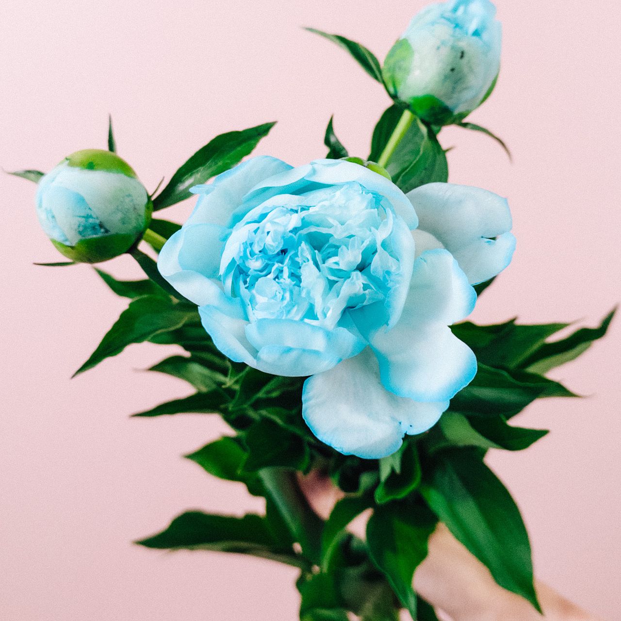 佐井さんのブルー芍薬