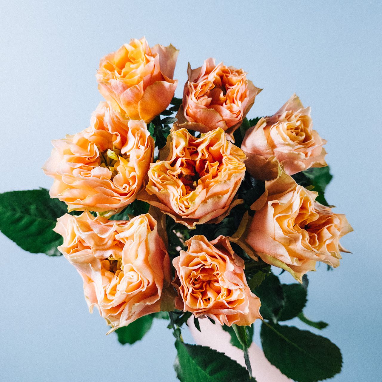 変わり咲きバラ「フォセット」