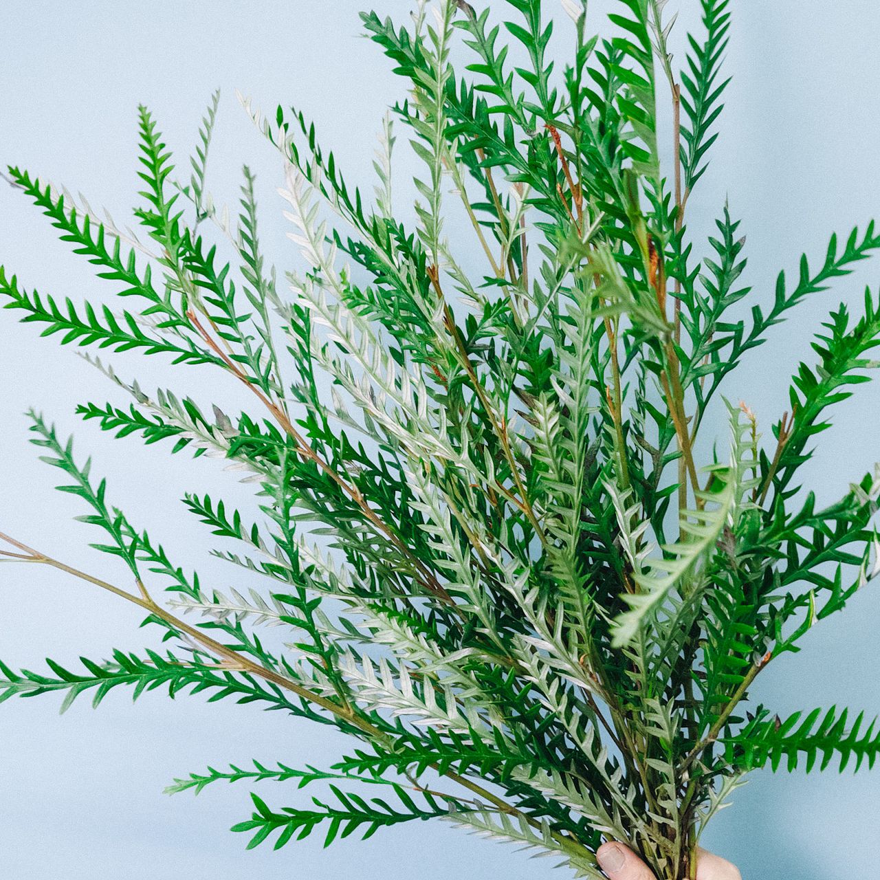 グレビレア「アイバンホー」