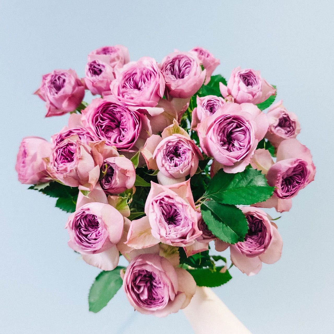 スプレーバラ「モーブティアラ」