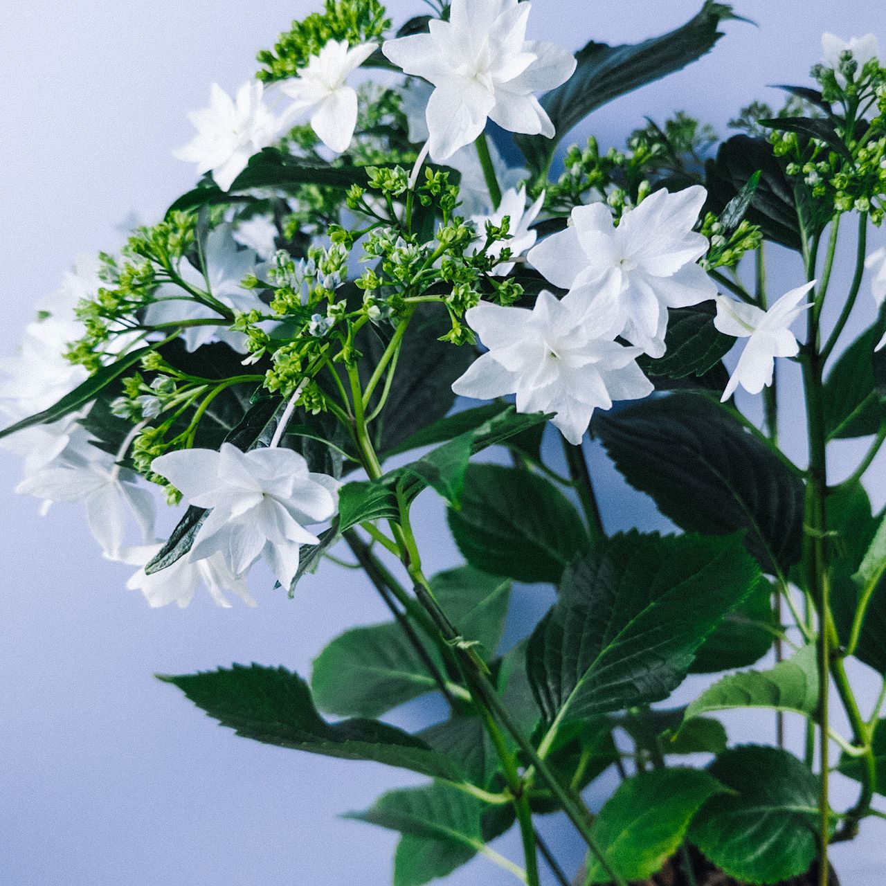 紫陽花「隅田の花火」