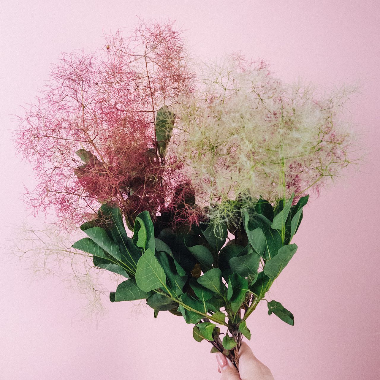 ☆ちる☆　スモークツリーふわふわ完売！ ☆ちる☆ スモークツリーふわふわ完売！ スモークツリーの苗