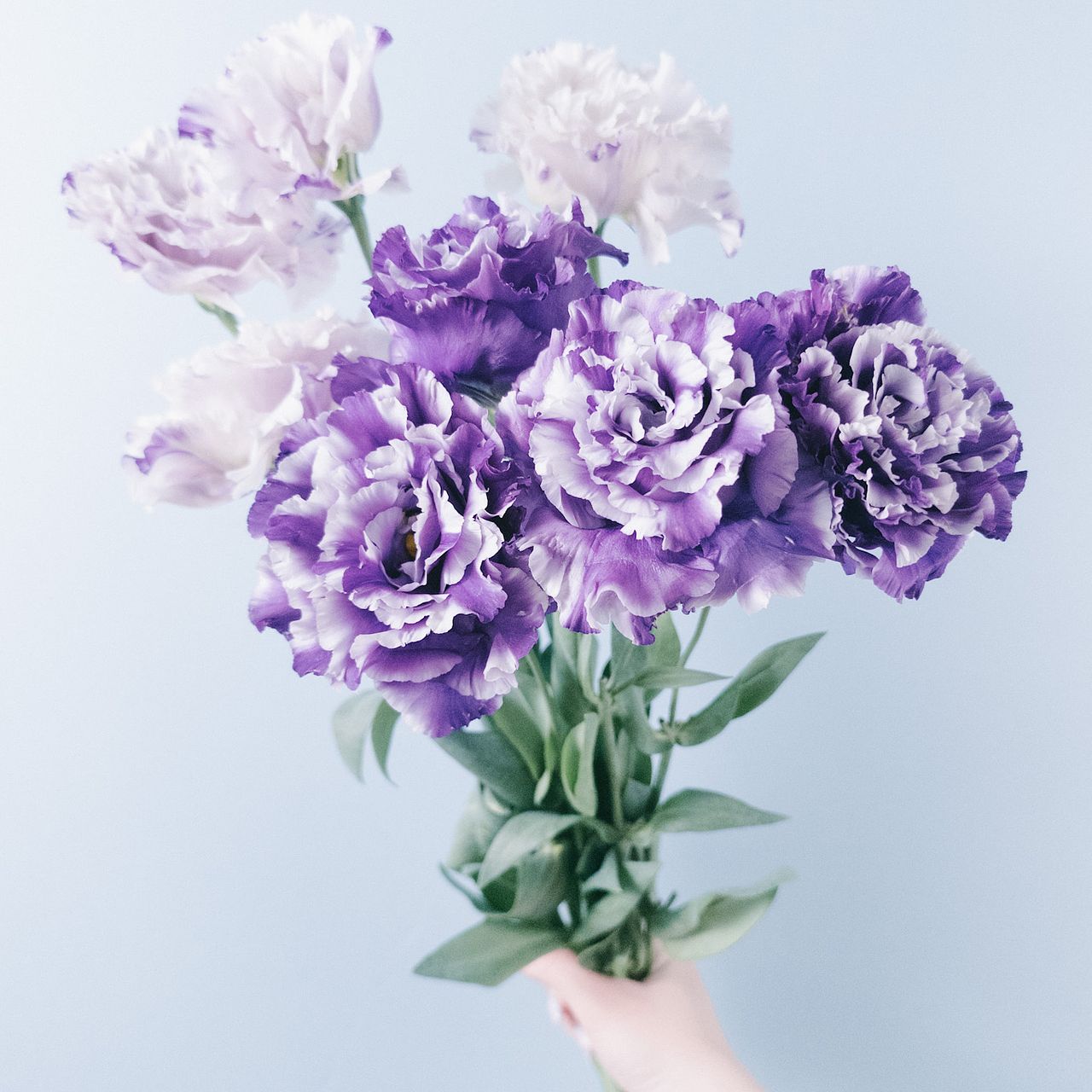 マーコ クレイフラワー　オルレア　トルコ桔梗 マーコ様 専用 クレイフラワー オルレア トルコ桔梗 マーコ様 専用