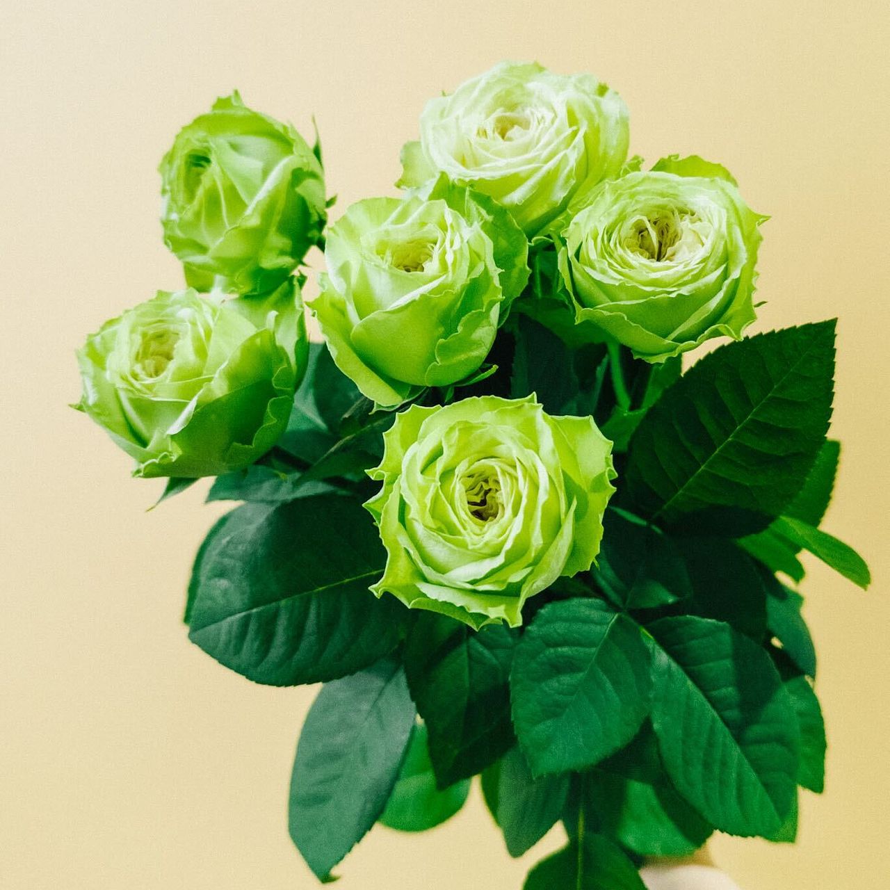 切り花品種バラ苗 レア VICTORIAN RE♡ Rose 切り花品種バラ苗