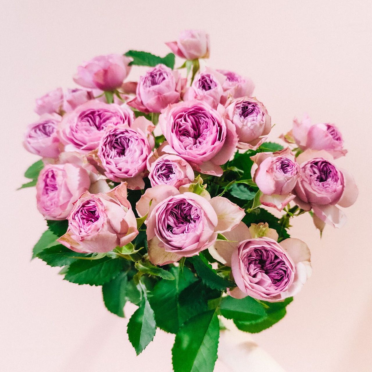 スプレーバラ「モーブティアラ」