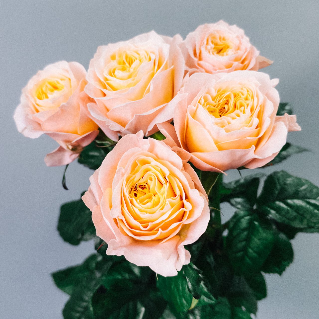 バラ「ビーハイブ」