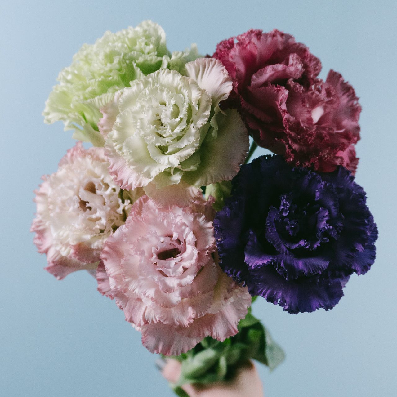 中曽根さんの極上トルコキキョウ