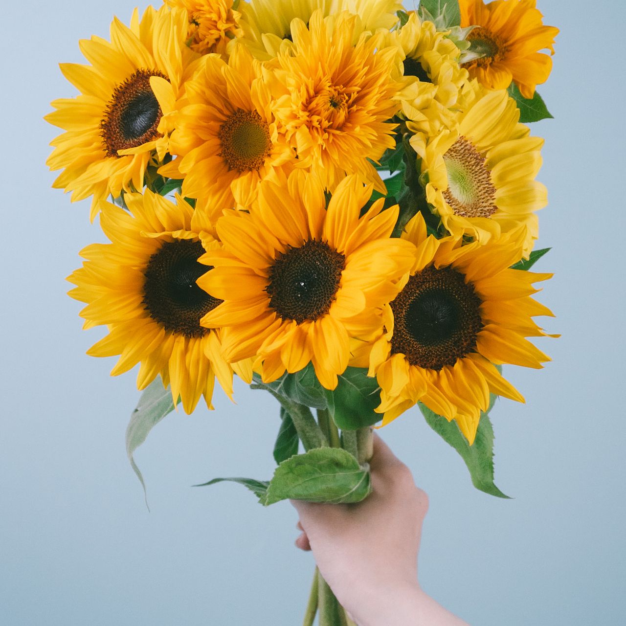 たっぷりひまわり