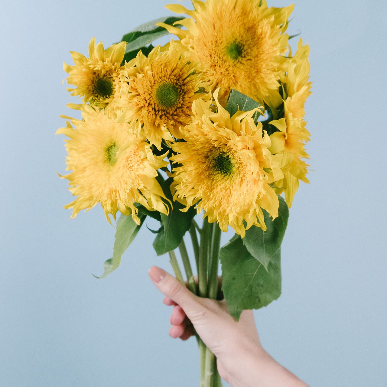 ひまわり「グリーンバースト」