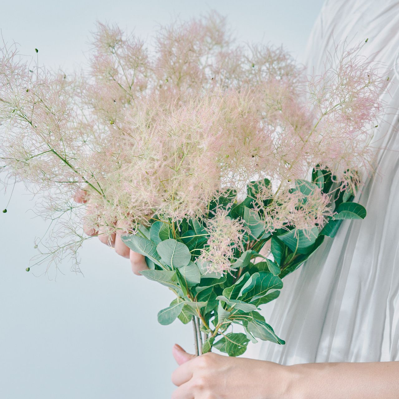 産直】常陸大宮のスモークツリー「グリーンピンク」