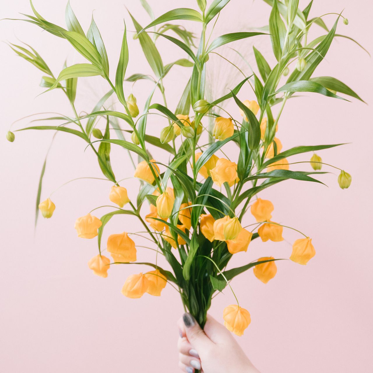 サンダーソニア