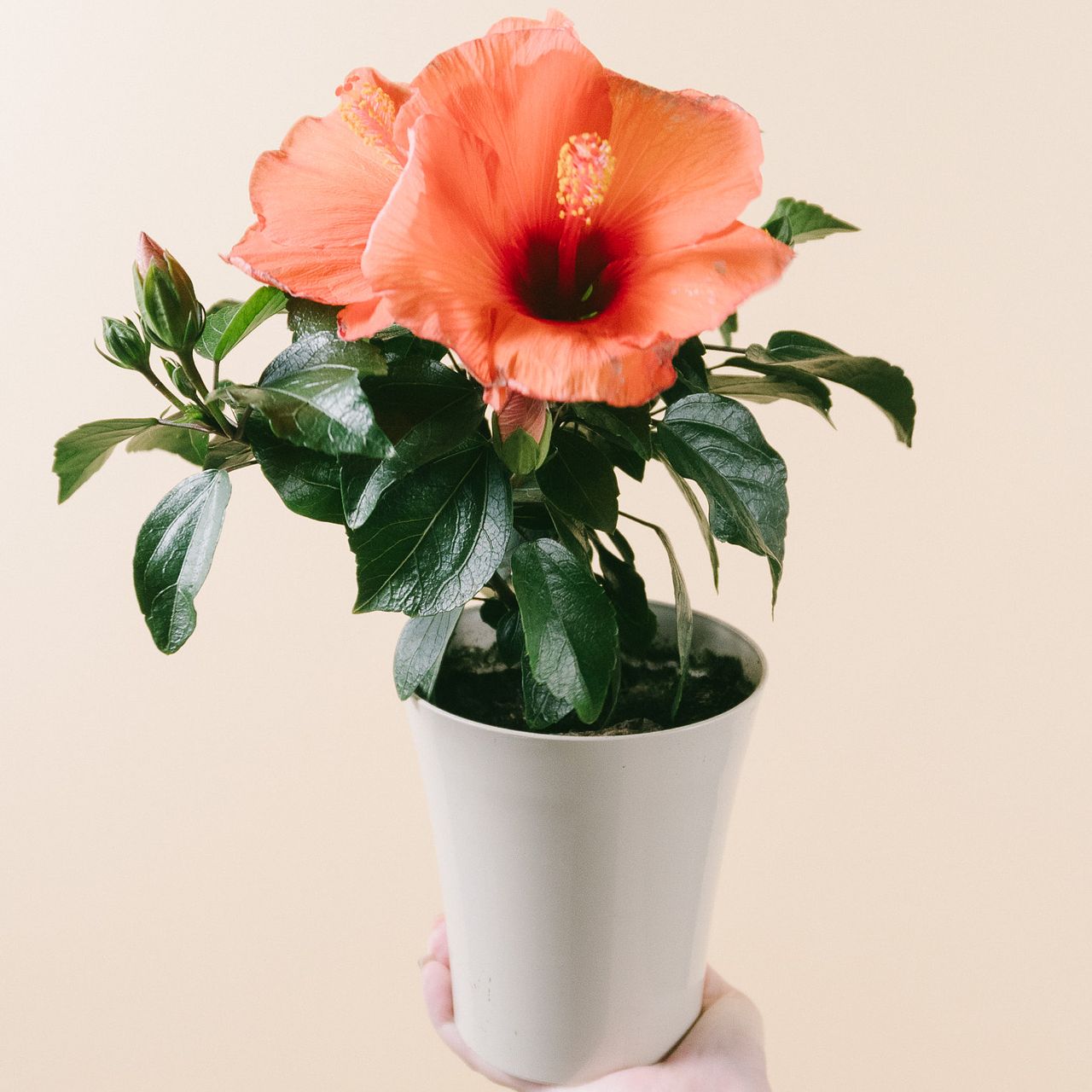 large_0ed2a660-058b-47bb-9940-