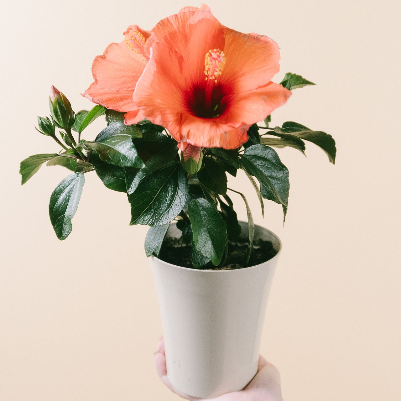 オレンジカラーのハイビスカス