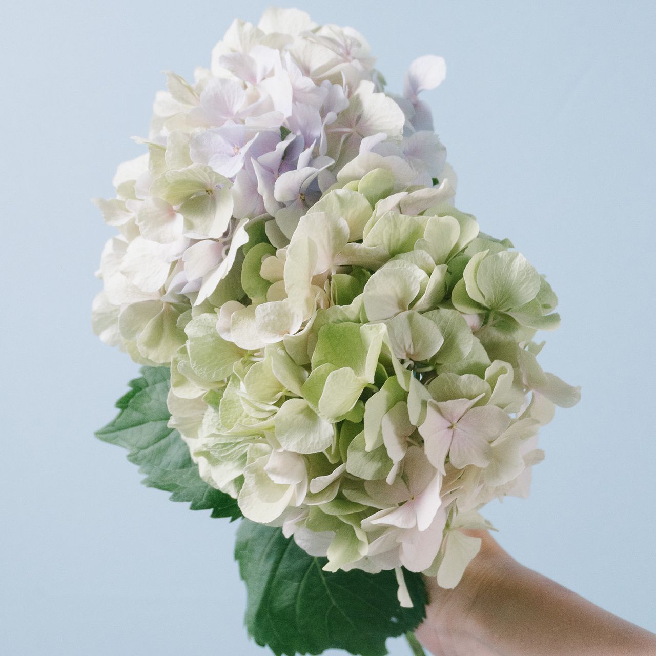 秋葉さんのパステル紫陽花「べレナ」