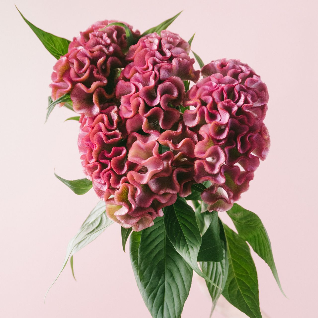 質感を楽しむピンクのケイトウ